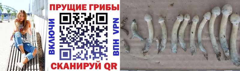Псилоцибиновые грибы Cubensis  Ветлуга 